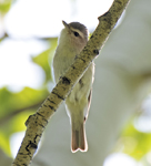 Warbling Vireo Western Group 8263
